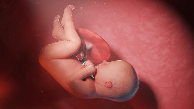 3d rendered illustration of a human fetus - week 40