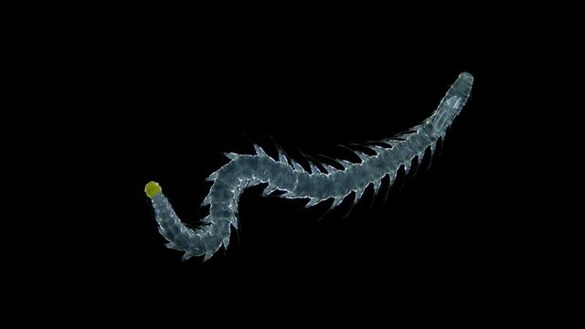Polychaeta worm Phalacrophorus sp under a microscope, family Iospilidae. Red sea