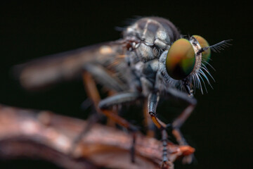 details of the head of the robber fly.
beautiful robber fly head taken at close range (Macro)