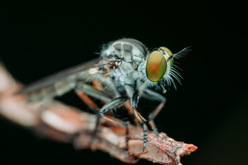 details of the head of the robber fly.
beautiful robber fly head taken at close range (Macro)