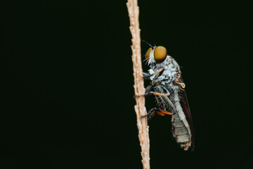 details of the head of the robber fly.
beautiful robber fly head taken at close range (Macro)