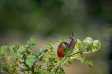 small snails are taken at close range
with bokeh background