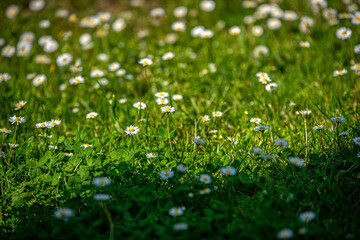 trawnik usiany białymi stokrotkami © Kamil_k2p