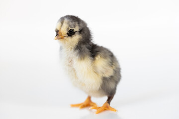 A baby chick with a white back ground.
