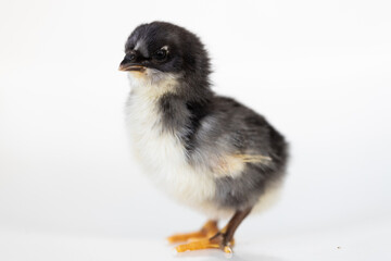 A baby chick with a white back ground.
