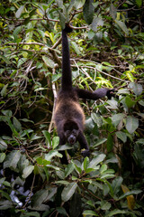 Mantled howler monkey hanging on tree and eats