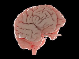 3d rendered illustration of a human brain