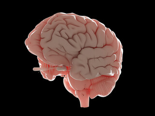 3d rendered illustration of a human brain