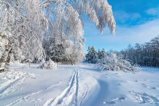 Winter snowy forest Background. Snowy winter forest scenery. Frosty day, calm wintry scene. Ski resort. Great picture of wild area