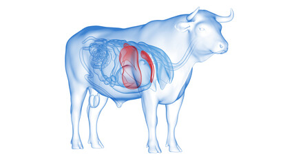 3d rendered illustration of the bovine anatomy - the liver