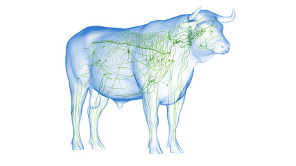 3d rendered illustration of the bovine anatomy - the lymphatic system