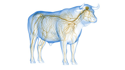 3d rendered illustration of the bovine anatomy - the nervous system