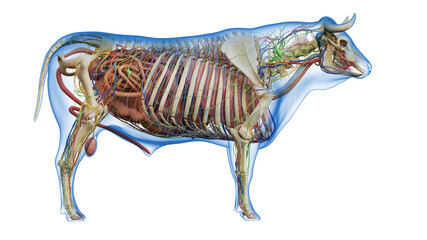 3d rendered illustration of the bovine anatomy
