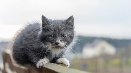Kitty lies on the fence. Close-up of a gray cat lying on a high old fence made of boards. Blurred background.