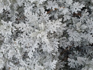 Jacobaea maritima is a single, silvery, wavy-edged shrub that prefers cool climates. It is commonly grown as an ornamental plant.