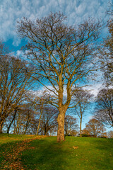 Obraz premium Sycamore Tree