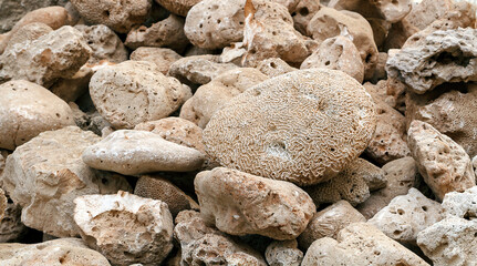 White sea sponge among other rocks