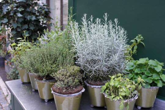  Small lush bushes of aromatic fresh organic herbs in ceramic pots, spice flavour green corner on the veranda. Peppermint, mint, basil, thyme, oregano. Natural ecological  lifestyle