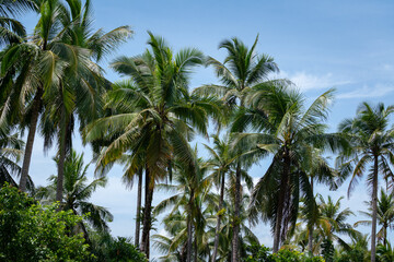 Fototapeta na wymiar Tropical coconut trees in nature environment with cloudy blue sky as background. Nature and park outdoor view photo.