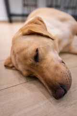 A cute brown Labrador retriever dog is sleeping and lying down on ground. Animal portrait and close-up photo.
