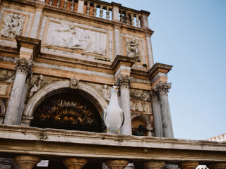 seagull in Venice Italy