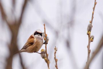 Selective focus photo. Penduline tit bird, Remiz pendulinus.