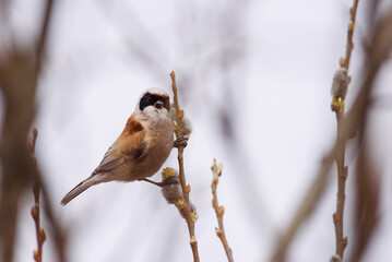Selective focus photo. Penduline tit bird, Remiz pendulinus.