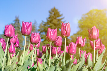 Fototapeta premium Many buds of dark purple blossoming tulips in the garden. Flowerbed with pink tulips in spring. toned