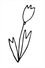 Hand-drawn contour meadow tulip. Simple vector illustration of wilde flower in doodle style.	