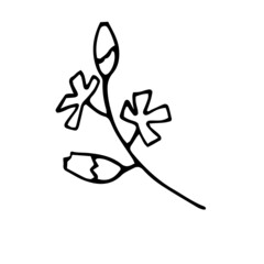 Hand-drawn contour meadow flower. Simple vector illustration of plants in doodle style.	