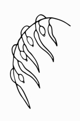 Hand-drawn abstract branch of barberry. Simple vector illustration of plants in doodle style.	