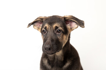 Close-up portrait german shepherd dog puppy. cute dog studio shot on isolated white background. 