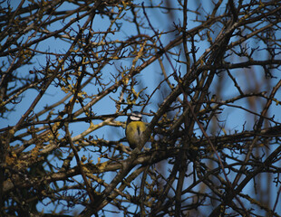 Blue Tit in a tree on a very cold, icy winters morning in the UK 