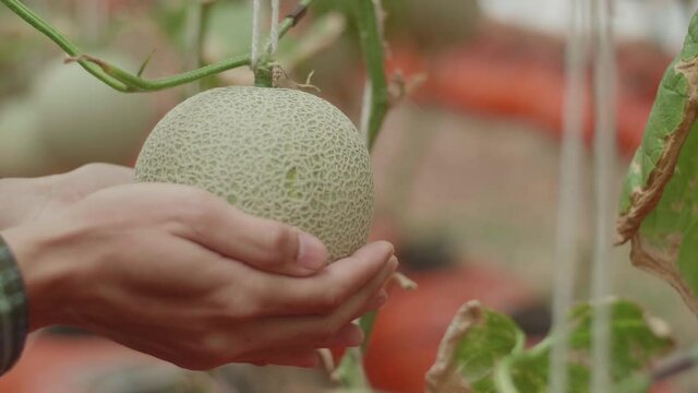 Hands Of A Man Holding Melon In Green House Of Melon Farm
