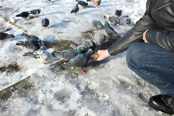 In winter, feed the pigeons in the park with bread. Wild pigeons are eating from the hands of a young Caucasian. Hungry birds in the city