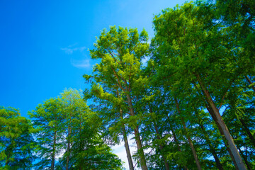 水元公園の新緑