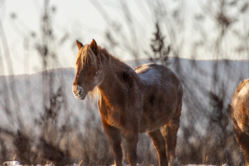 Herd of horses in a field in winter.
