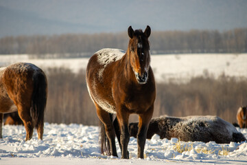 Herd of horses in a field in winter.