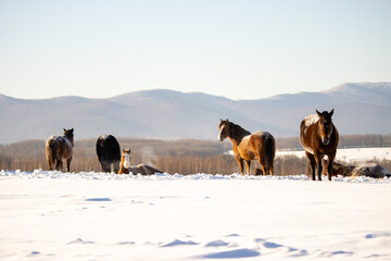 Herd of horses in a field in winter.