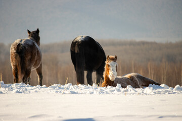 Herd of horses in a field in winter.