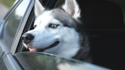 Close up of young siberian husky dog looking out from the window of moving car during trip. Domestic animal sticks her head out of automobile to enjoying the wind and watching to nature. Slow motion