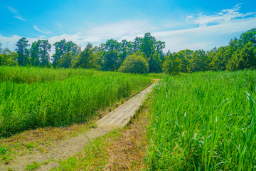 Obraz premium 水元公園の新緑