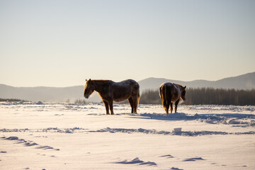 Herd of horses in a field in winter.