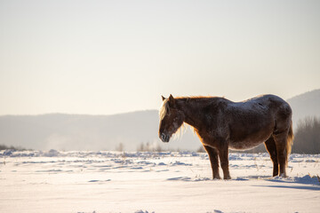 Herd of horses in a field in winter.