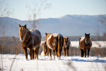 Herd of horses in a field in winter.
