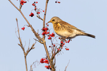 Fieldfare