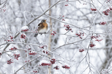 Fieldfare