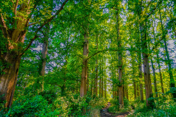 水元公園の新緑