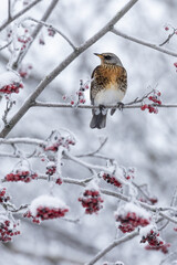 Fieldfare