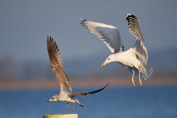 Steppenmöwen (Larus cachinnans) und Sturmmöwe am Kummerower See